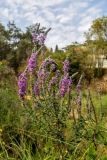 Lythrum salicaria. Цветущие растения. Израиль, Шарон, г. Тель-Авив, ботанический сад университета. 22.10.2018.