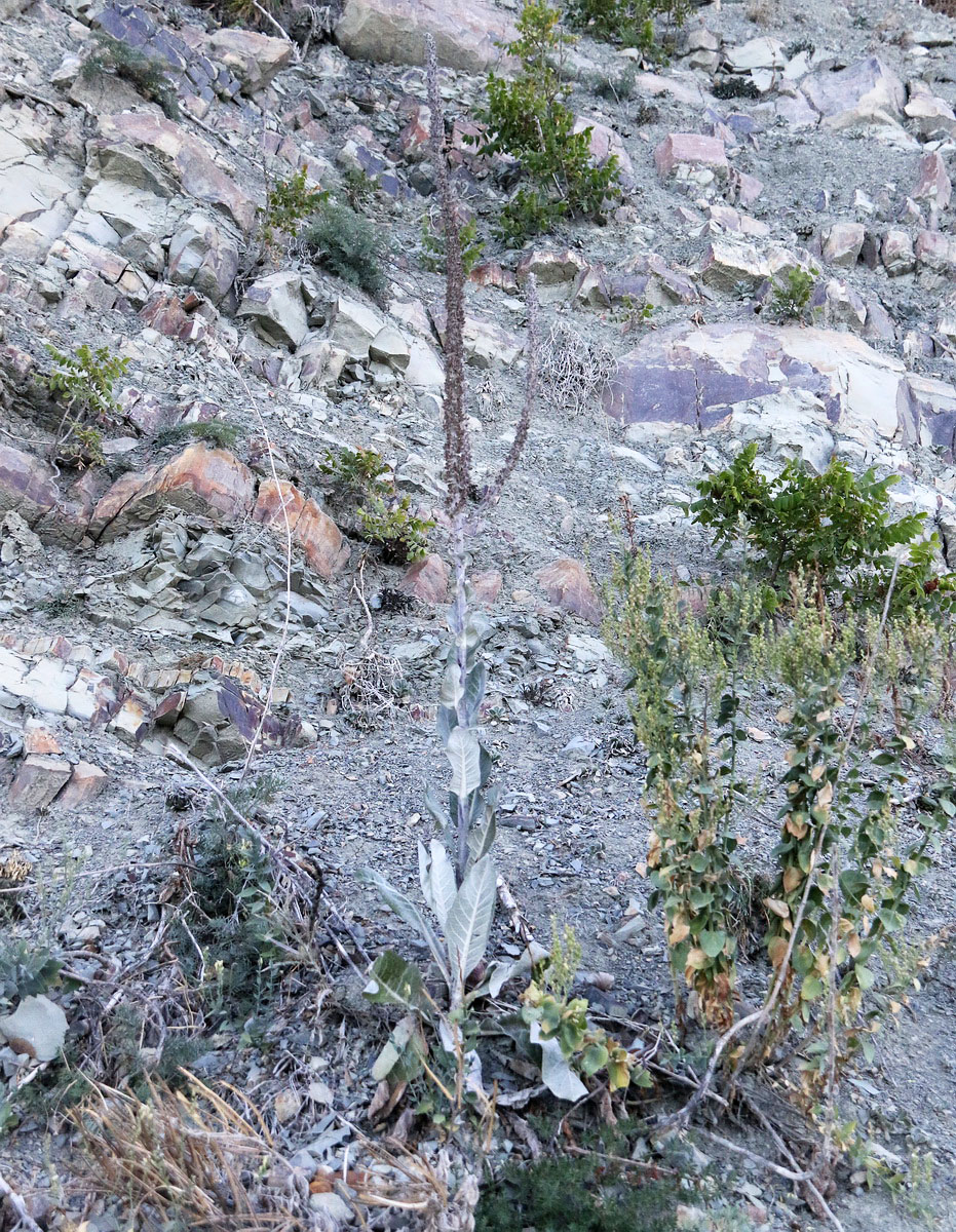 Image of Verbascum gnaphalodes specimen.