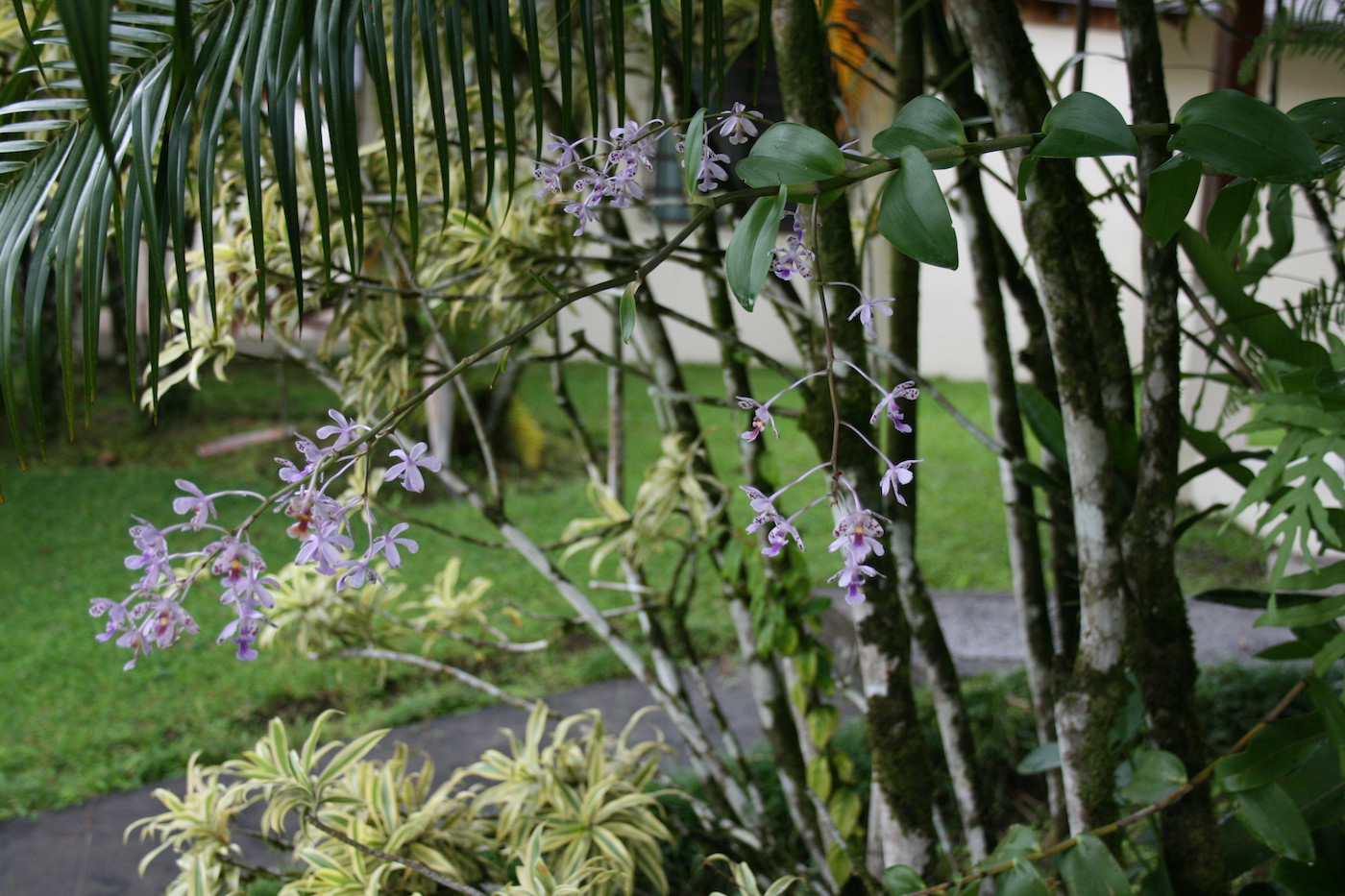 Image of Epidendrum schumannianum specimen.