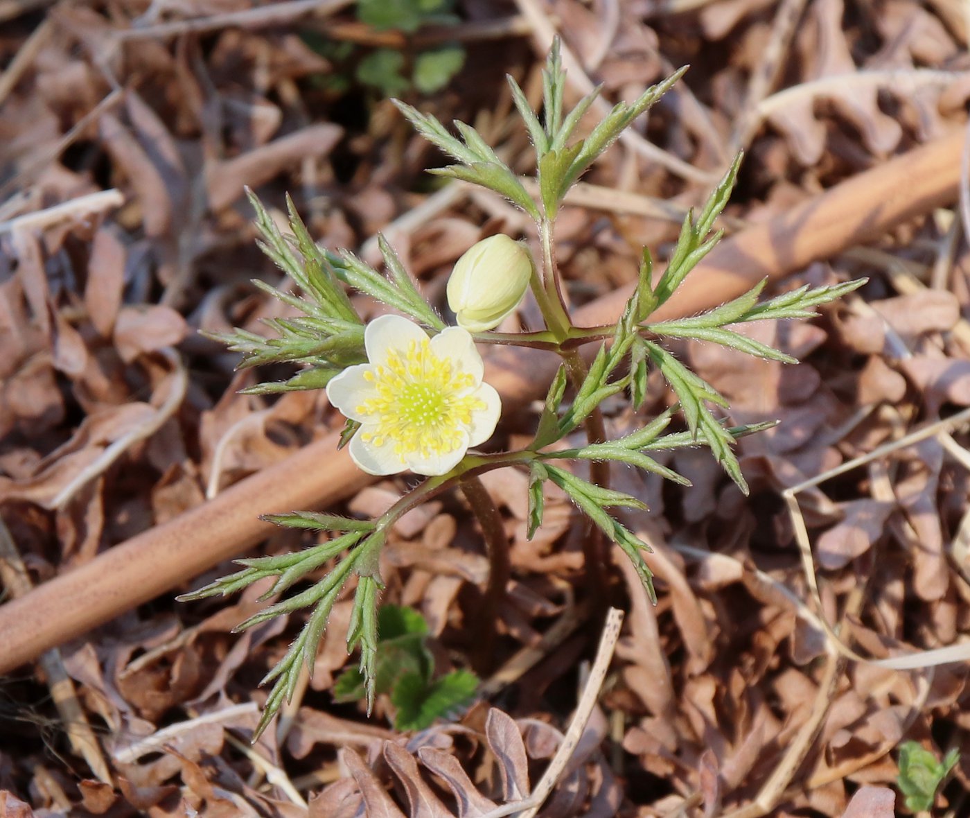 Image of Anemone nemorosa specimen.