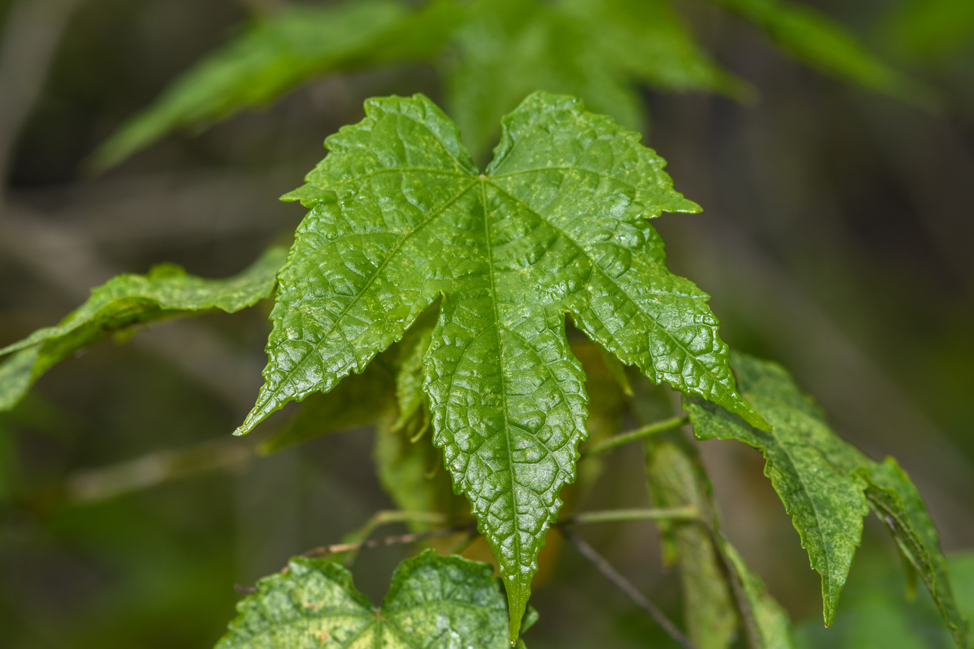 Image of Abutilon pictum specimen.