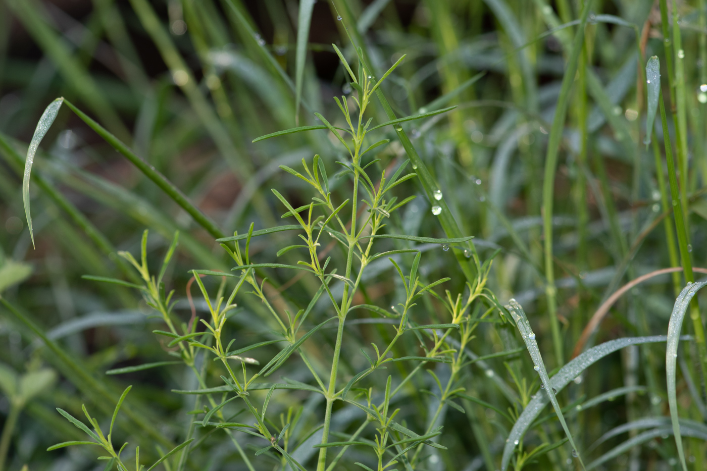 Image of Justicia divaricata specimen.