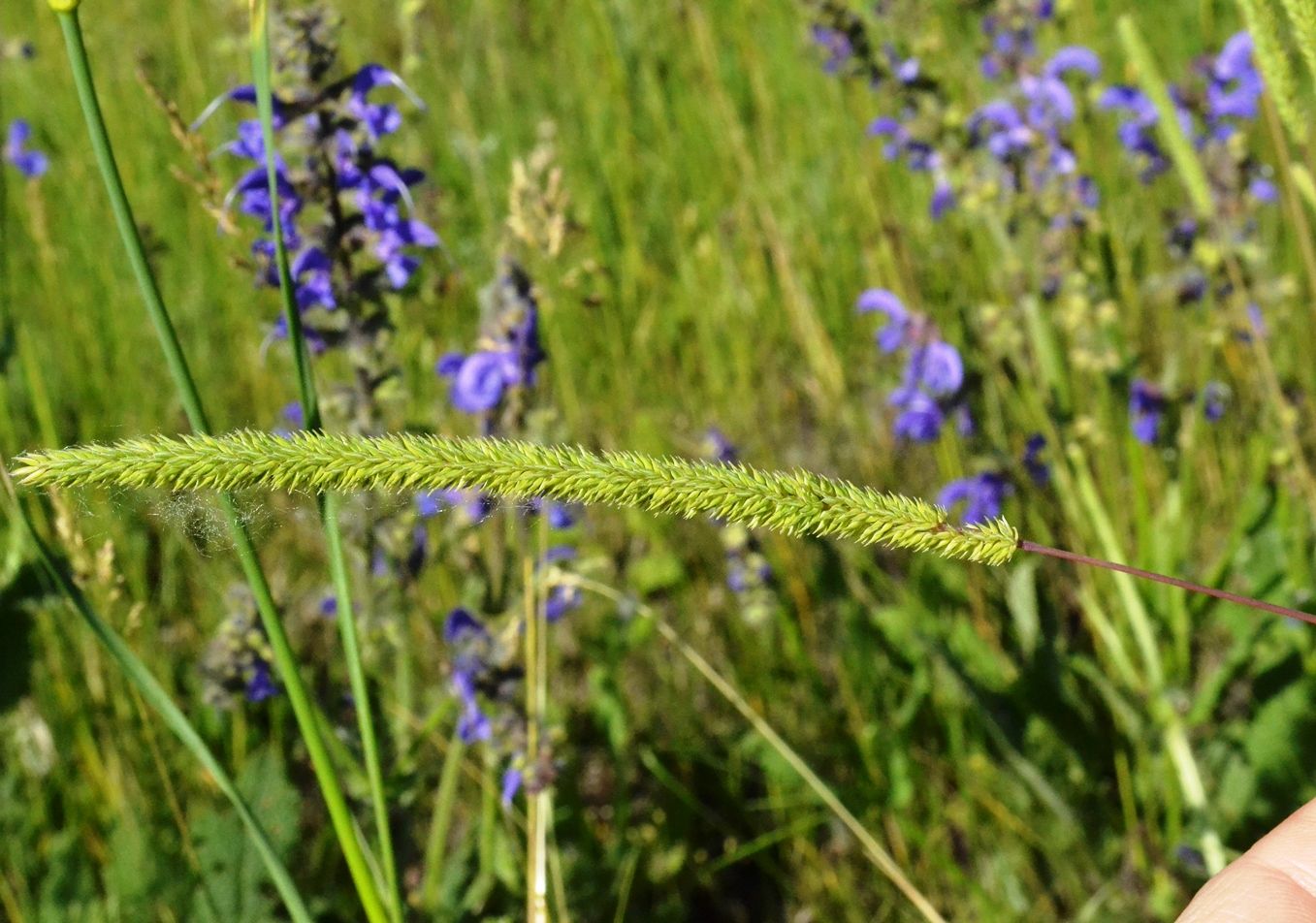 Image of Phleum phleoides specimen.