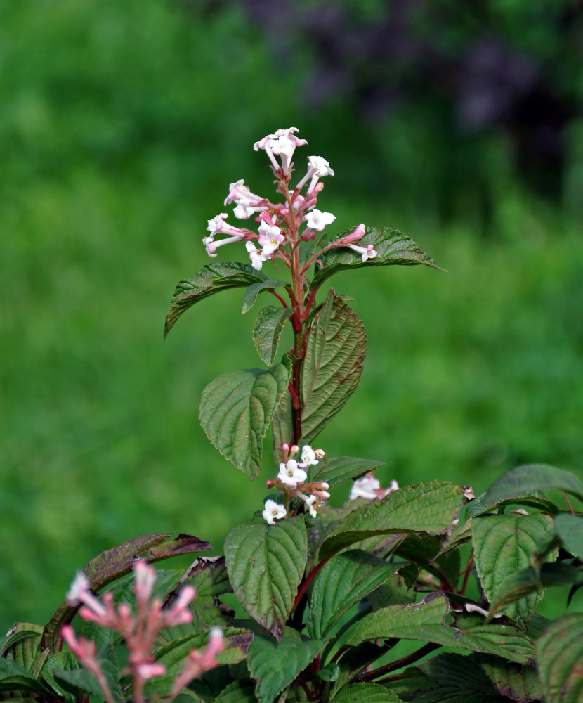 Image of Viburnum farreri specimen.