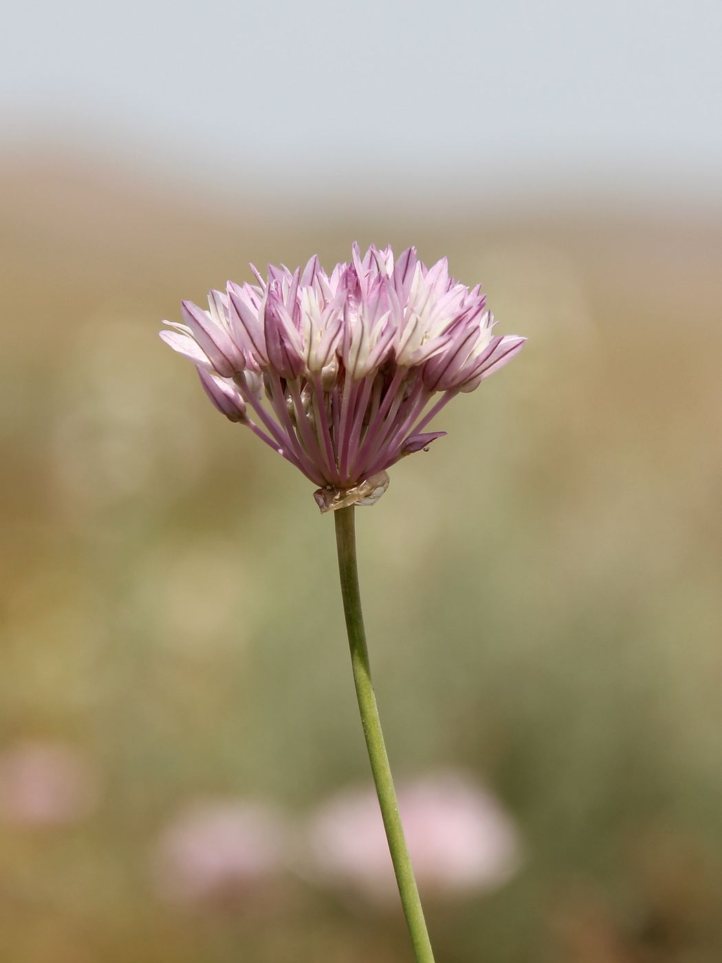 Изображение особи Allium griffithianum.