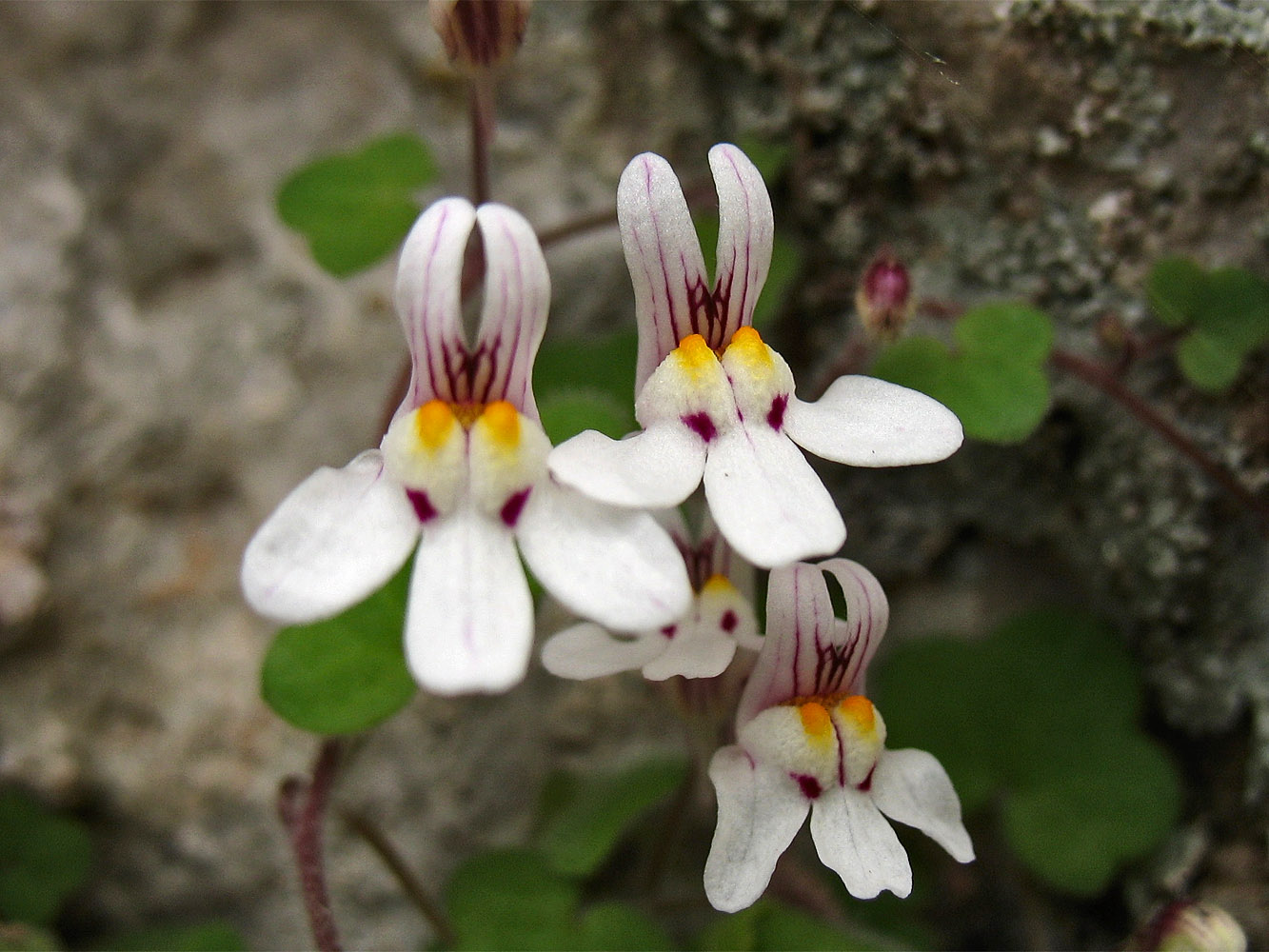 Изображение особи Cymbalaria acutiloba ssp. dodekanesi.