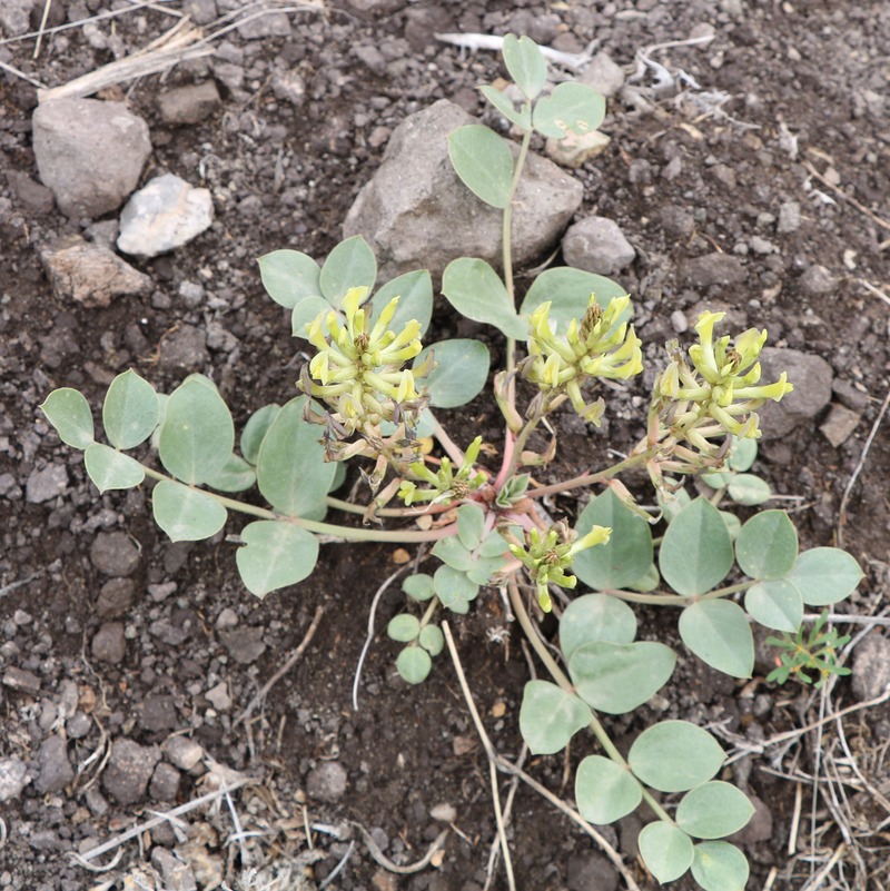 Изображение особи Astragalus candolleanus.