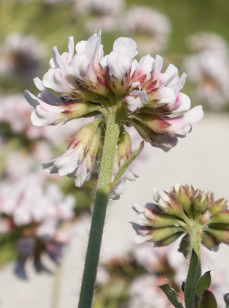 Image of Dorycnium herbaceum specimen.