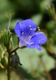 Phacelia campanularia. Цветок. Марий Эл, Йошкар-Ола, ул. Пушкина, в культуре. 25.06.2021.