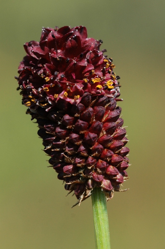 Image of Sanguisorba officinalis specimen.