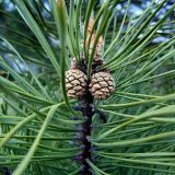 Pinus sylvestris. Побег с молодыми женскими шишками. Чувашия, окрестности г. Шумерля, берег р. Сура, водозабор. 1 мая 2005 г.