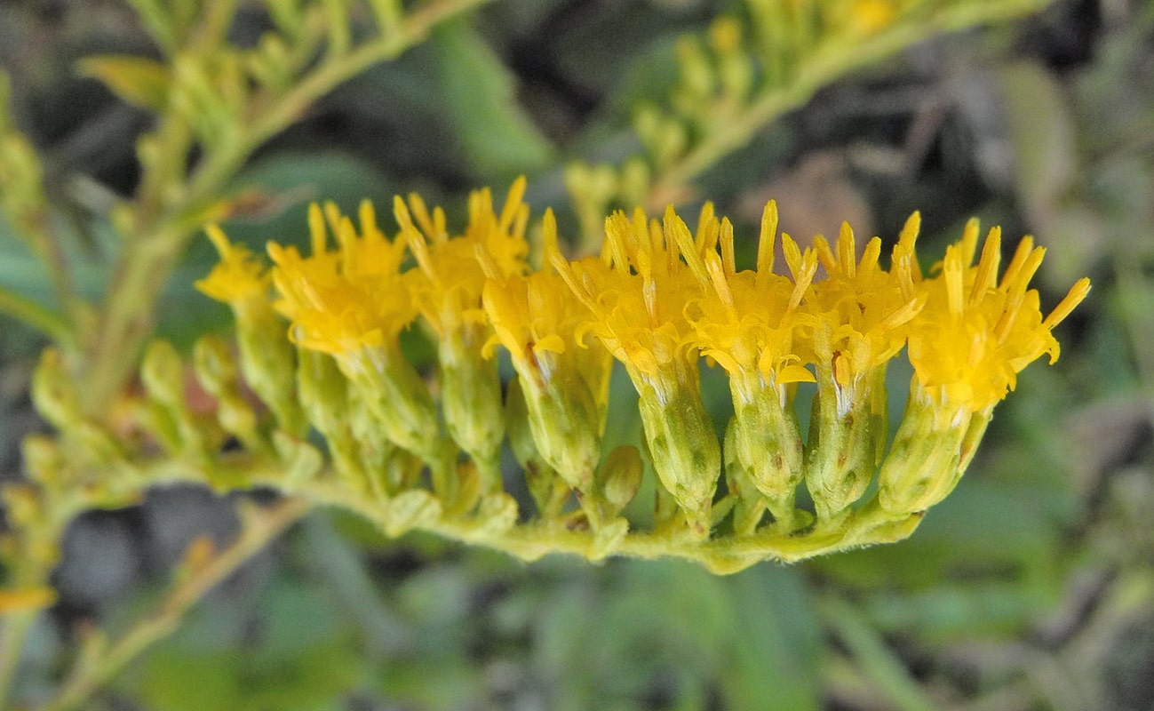 Image of Solidago rugosa specimen.