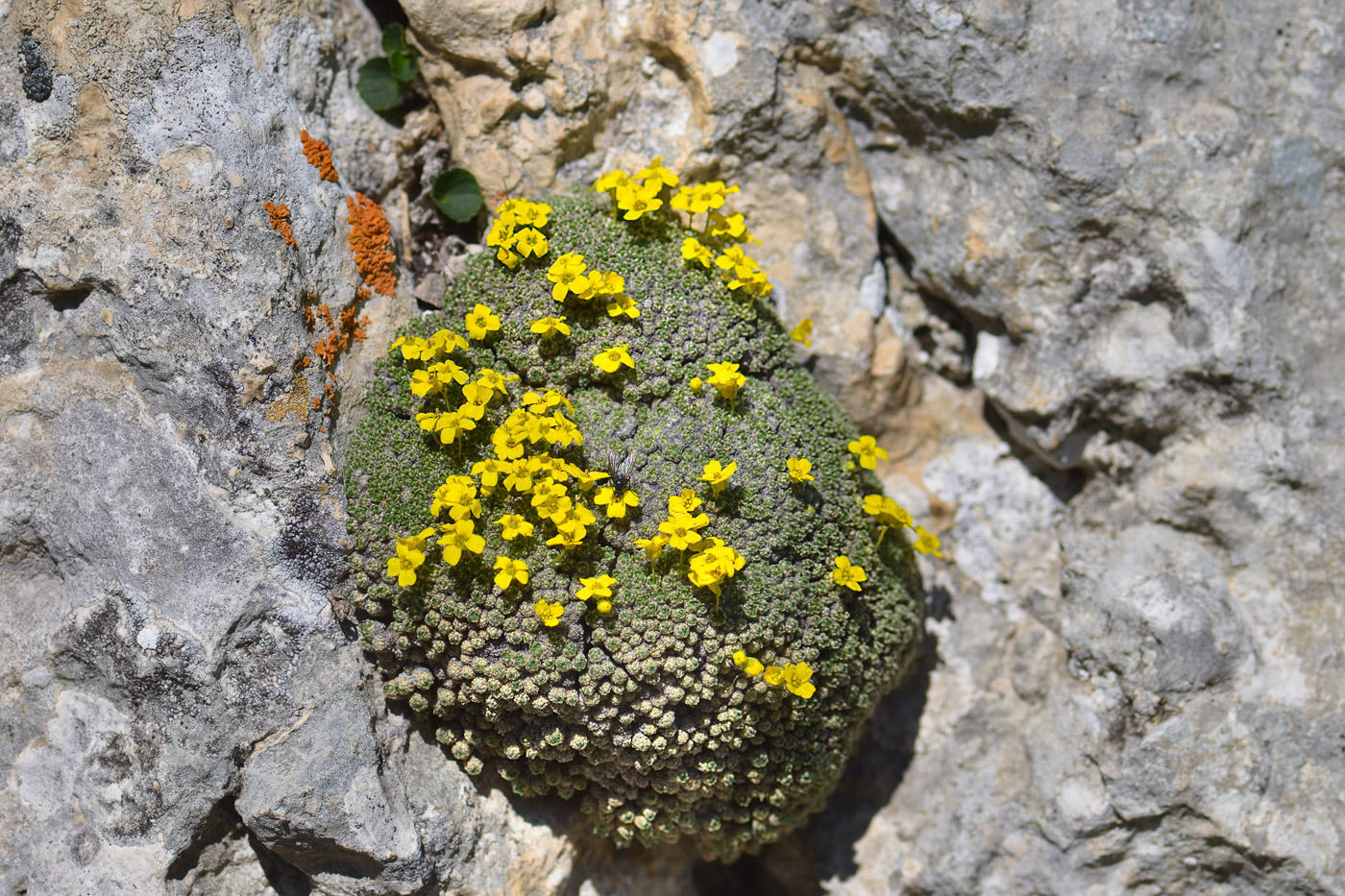 Изображение особи Draba bryoides.