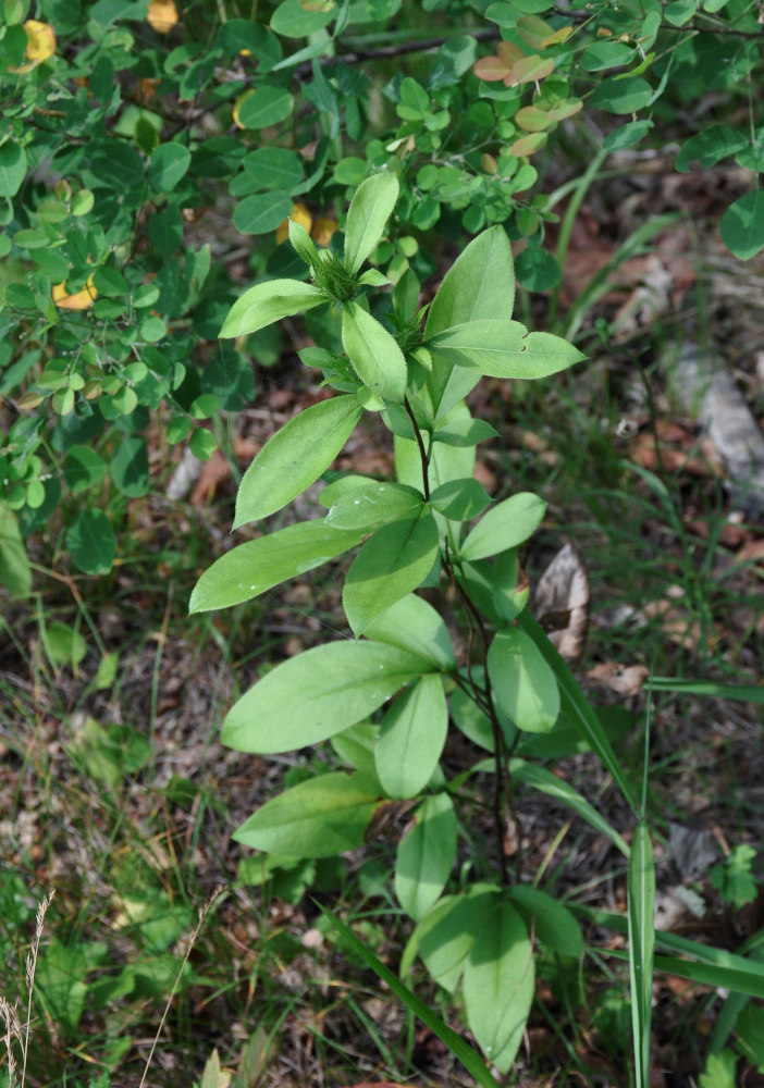 Изображение особи Atractylodes ovata.