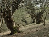 Carpinus betulus. Грабовый лес. Азербайджан, Гёйгёльский р-н, с. Зурнабад. 16.04.2010.