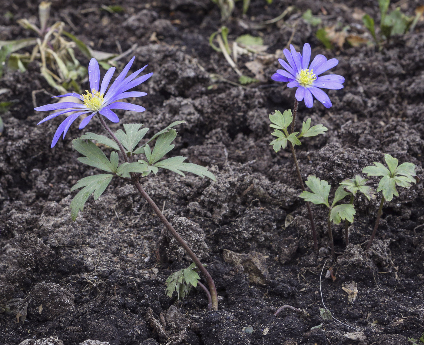 Изображение особи Anemone caucasica.