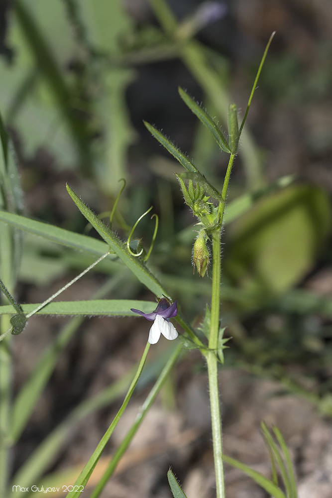 Image of Vicia bithynica specimen.