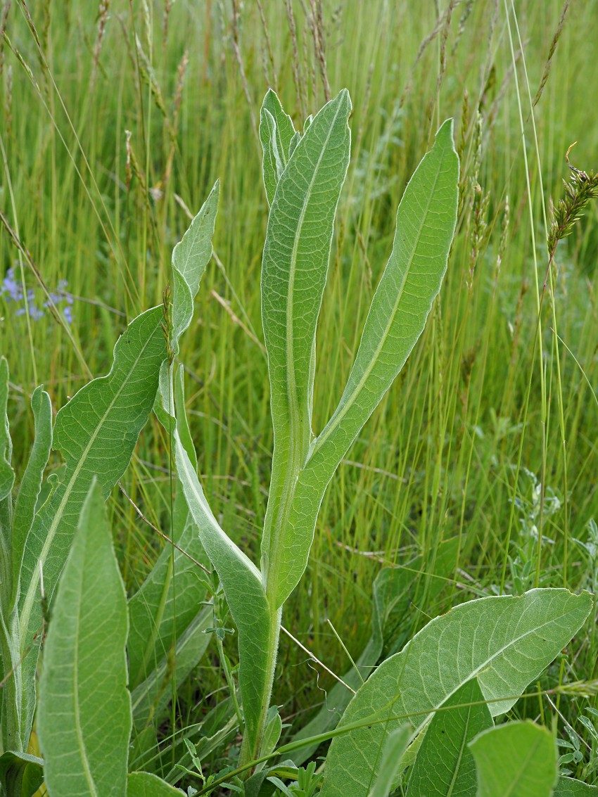 Image of Chartolepis intermedia specimen.