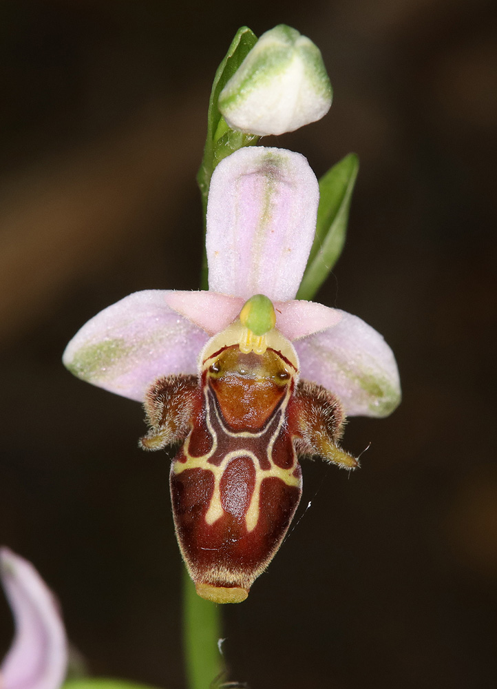 Image of Ophrys oestrifera specimen.