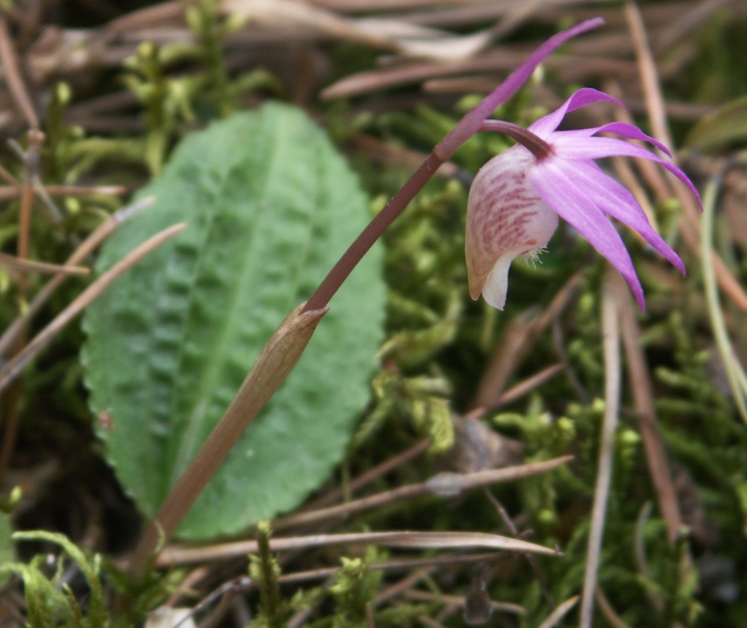 Изображение особи Calypso bulbosa.