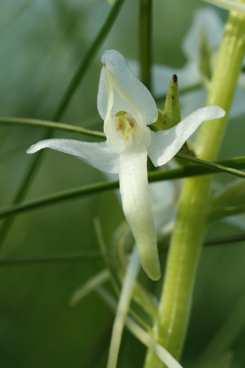 Изображение особи Platanthera bifolia.