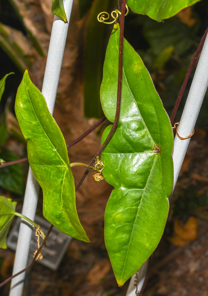 Image of Passiflora coriacea specimen.