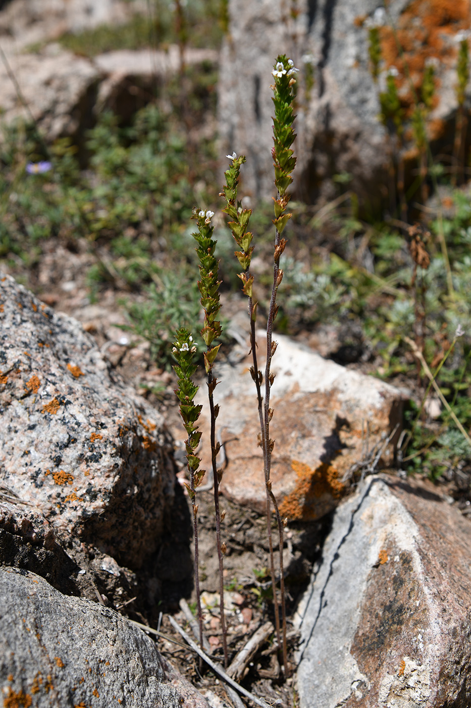 Изображение особи Euphrasia pectinata.