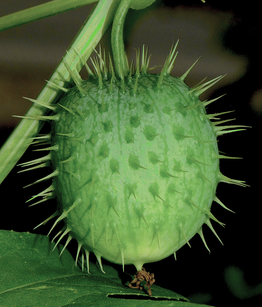 Image of Echinocystis lobata specimen.