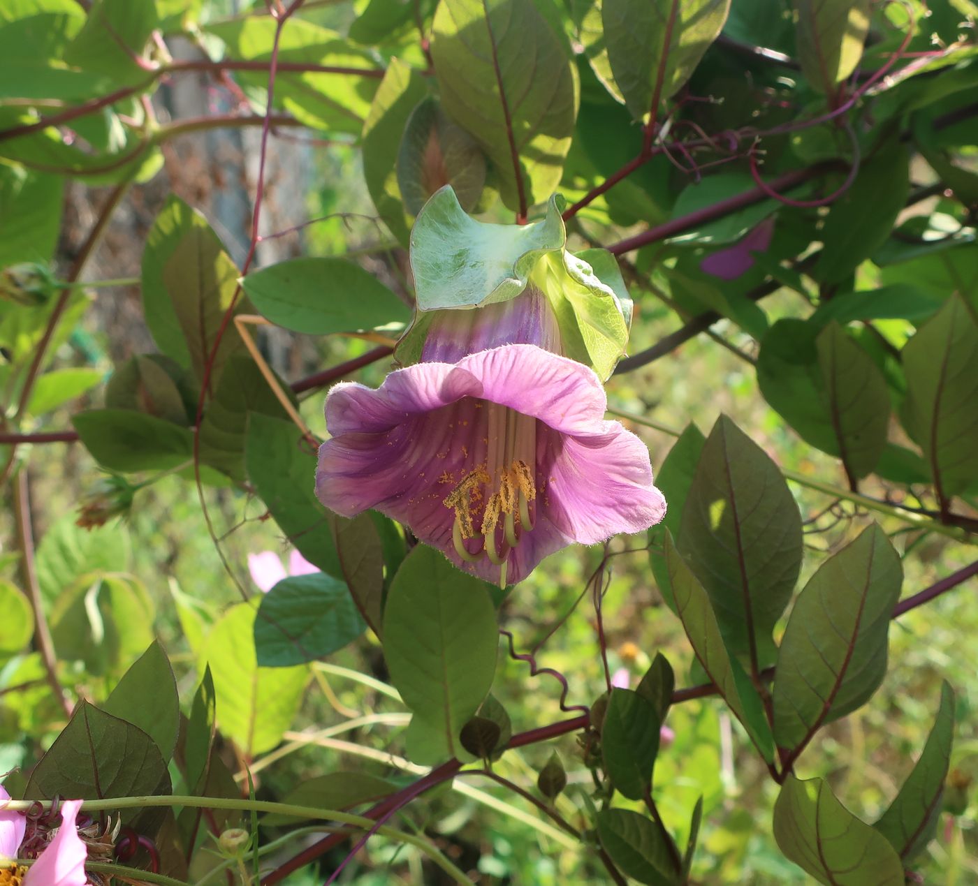 Image of Cobaea scandens specimen.