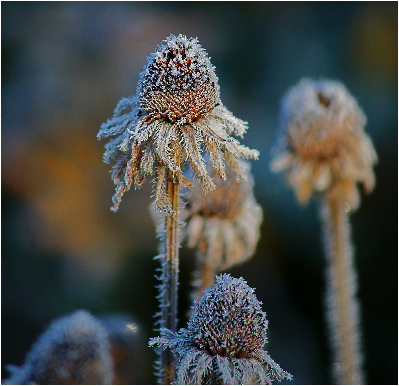 Image of Rudbeckia hirta specimen.