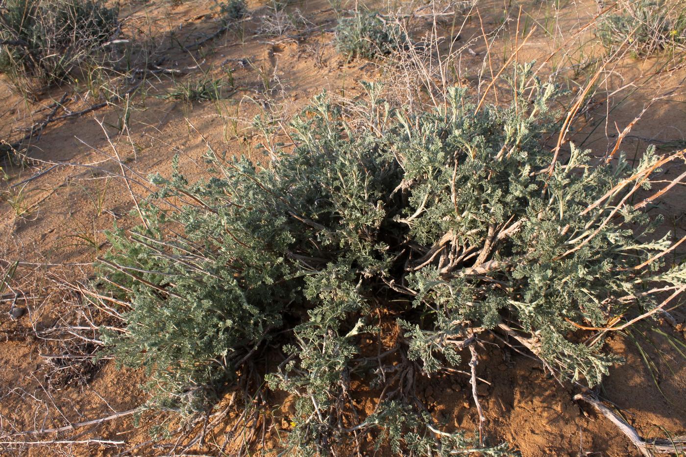 Изображение особи Artemisia terrae-albae.