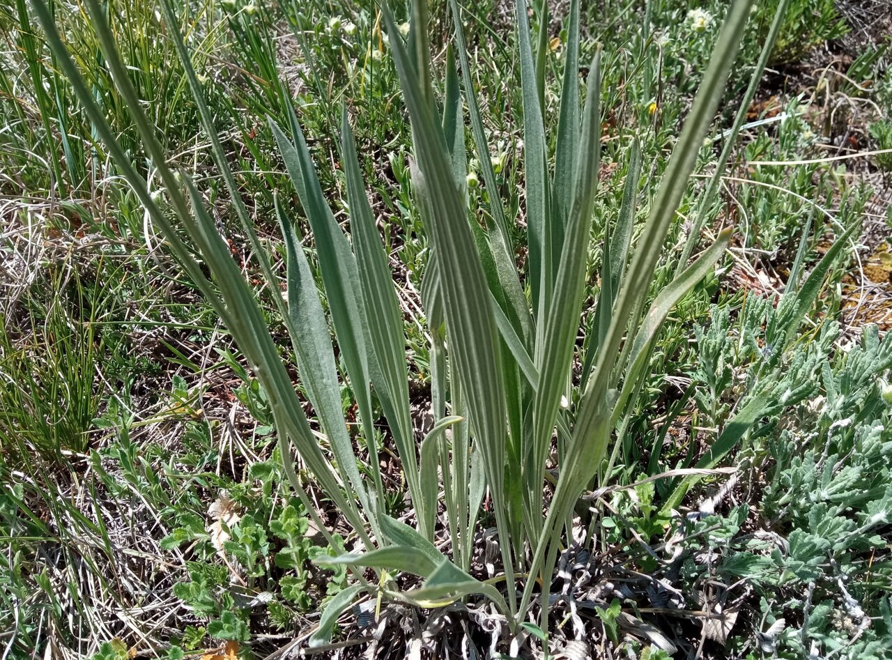 Image of Plantago argentea specimen.