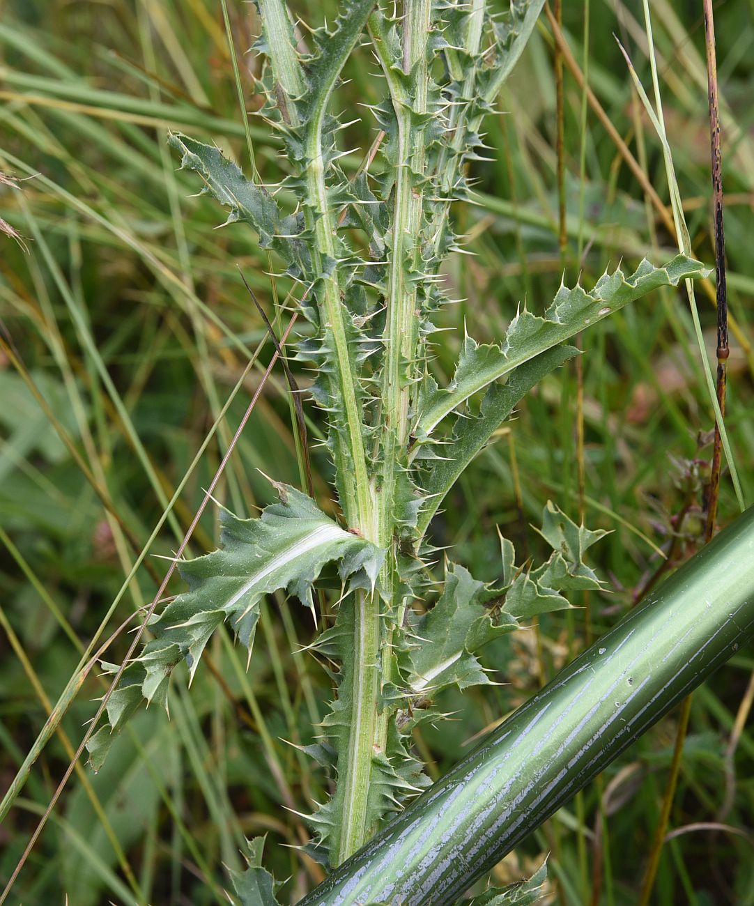 Image of Carduus thoermeri specimen.