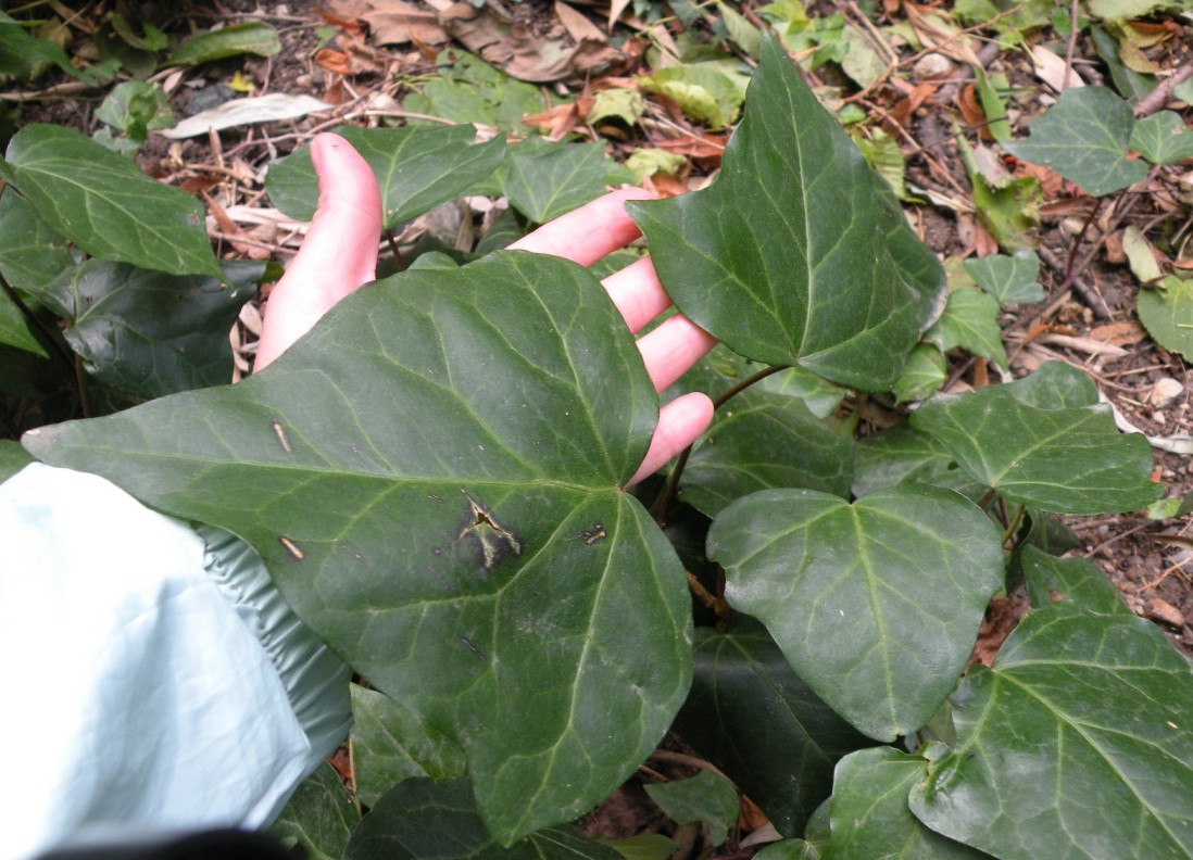 Image of genus Hedera specimen.