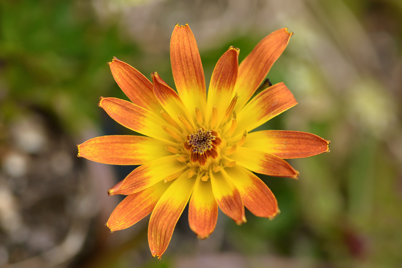 Image of genus Taraxacum specimen.