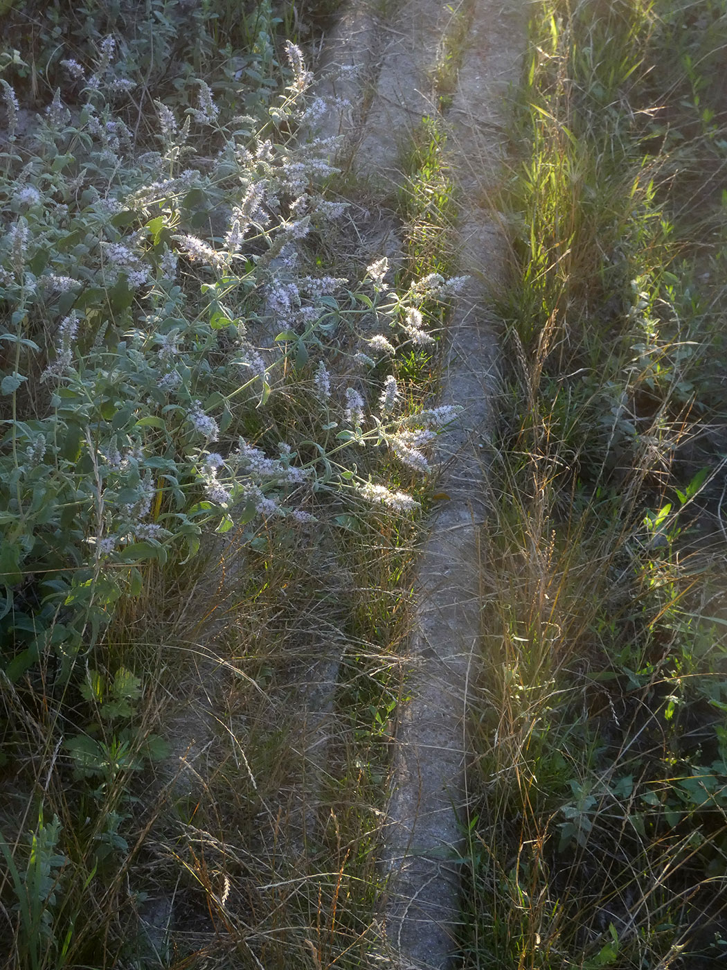 Image of Mentha longifolia specimen.