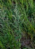 Artemisia vulgaris