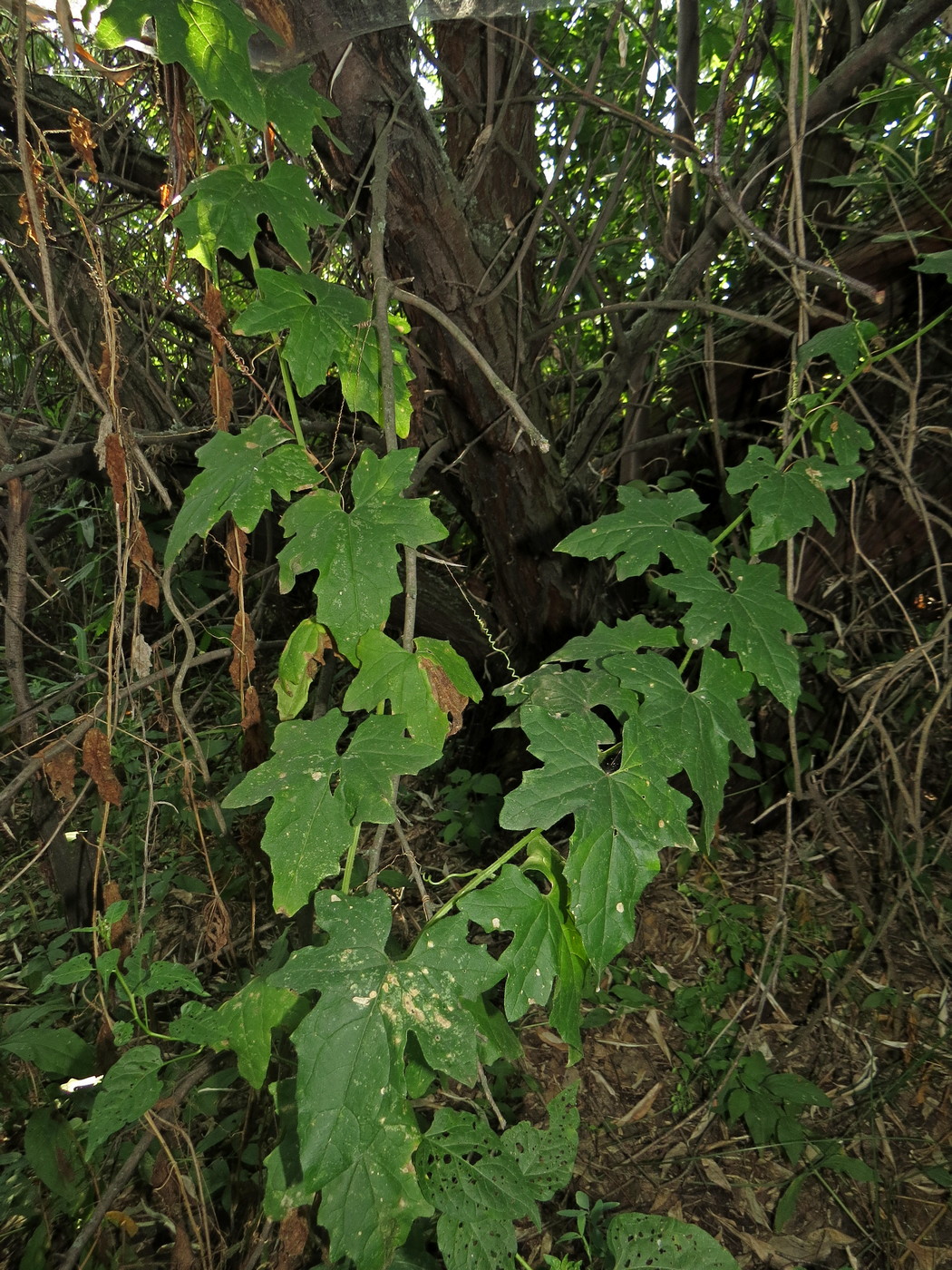 Image of Bryonia alba specimen.