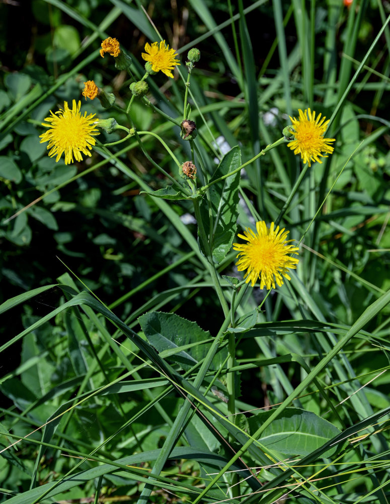 Изображение особи Sonchus arvensis.