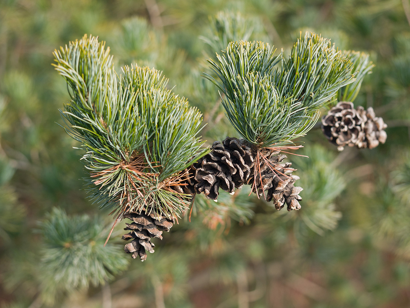 Image of Pinus parviflora specimen.