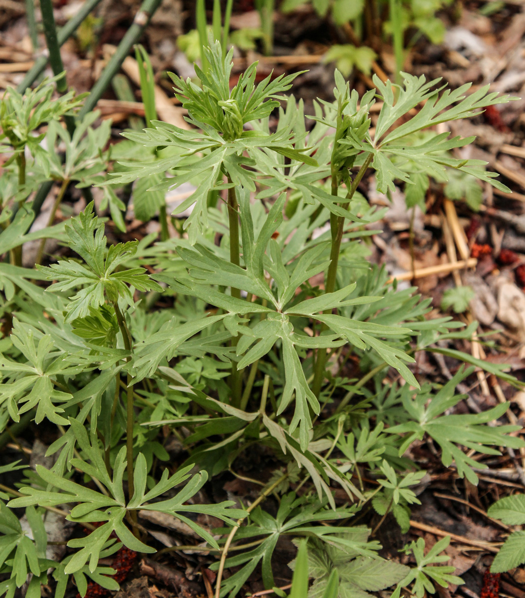 Image of Aconitum consanguineum specimen.