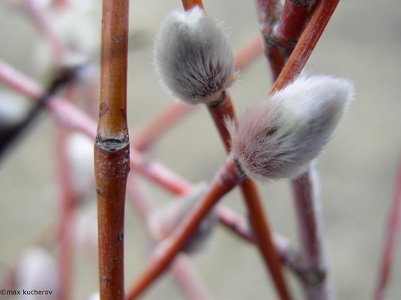 Изображение особи Salix acutifolia.