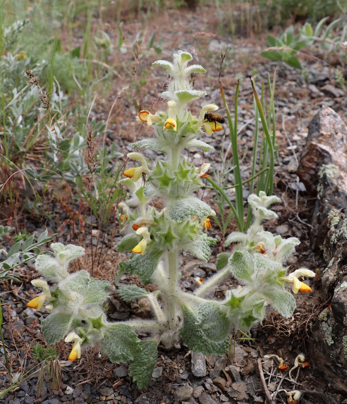 Image of Paraeremostachys sogdiana specimen.