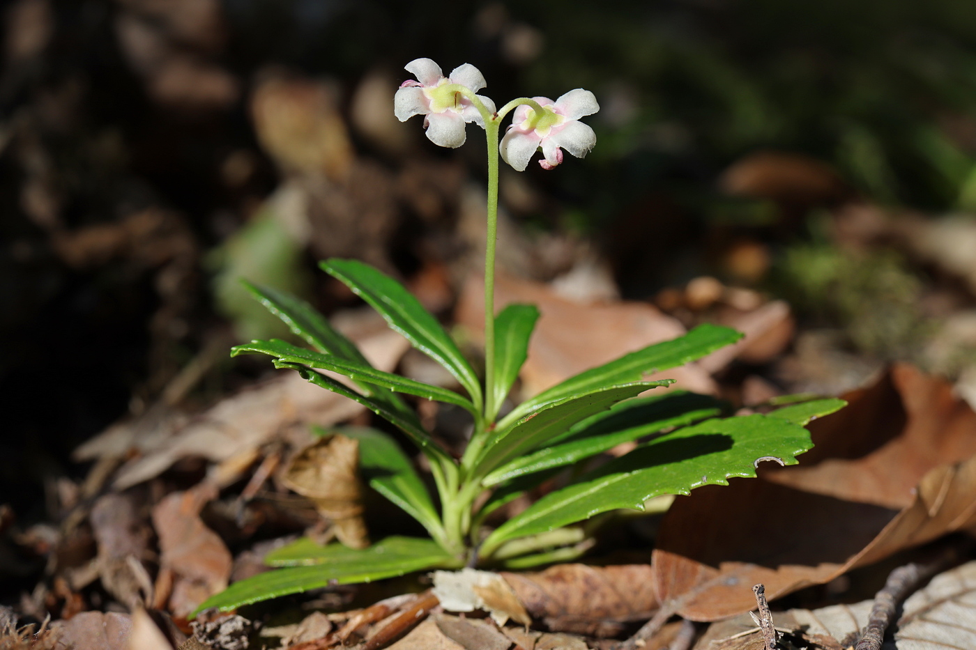 Image of Chimaphila umbellata specimen.