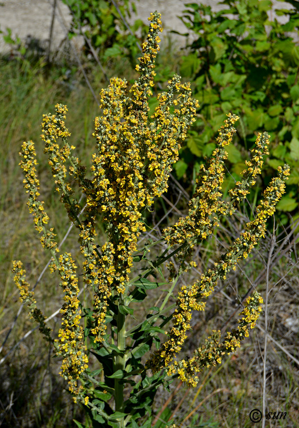 Изображение особи Verbascum lychnitis.