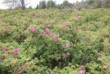 Смотреть изображение Rosa × majorugosa