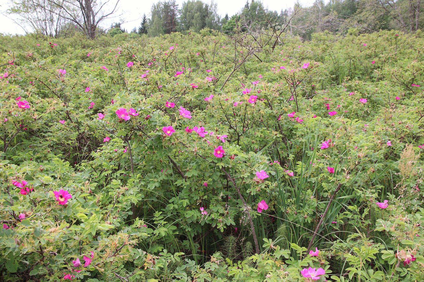 Изображение особи Rosa &times; majorugosa.