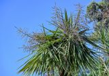 Cordyline australis