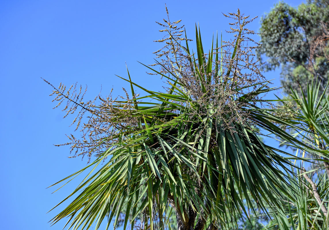 Изображение особи Cordyline australis.