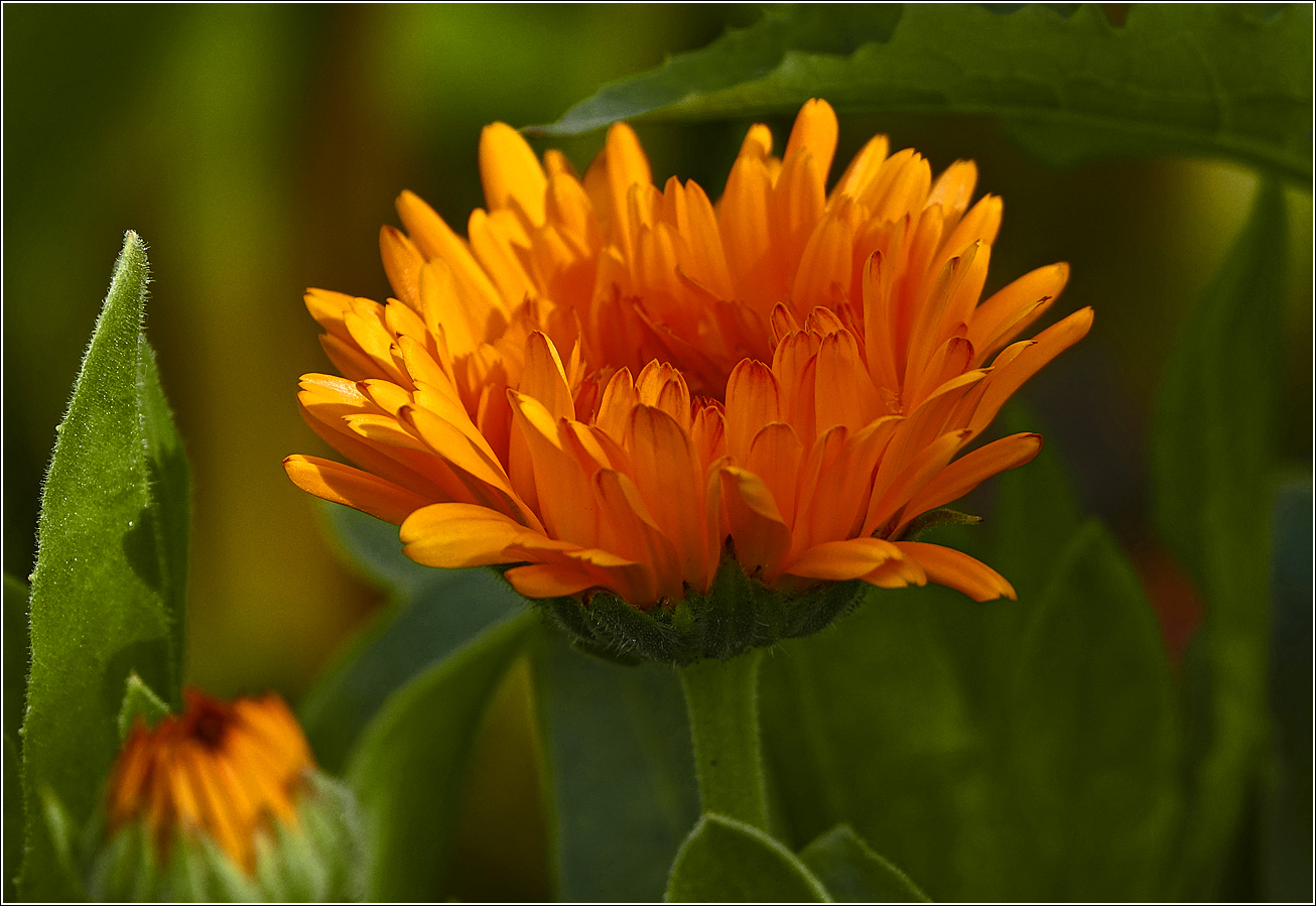 Image of Calendula officinalis specimen.